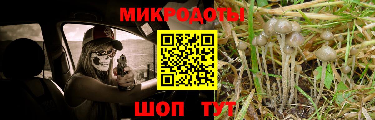 Псилоцибиновые грибы мицелий Новоалександровск